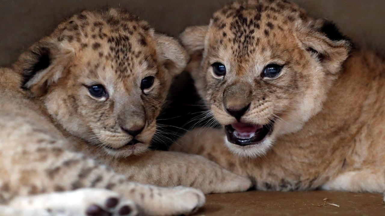 REUTERS/David W Cerny