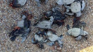 ATV'lerle caretta caretta yavrularını ezdiler