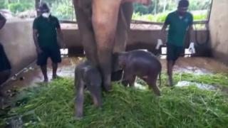 80 yıl sonra ilk kez ikiz fil dünyaya geldi