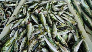 Sezon istavritle açıldı, kilosu 20-25 liradan satılıyor