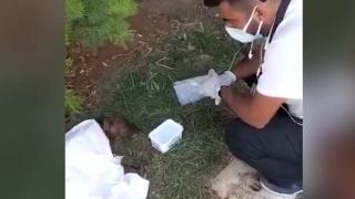 Hastane bahçesine gelen köpeğe serumlu müdahale