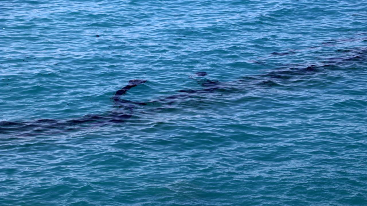 Denizdeki kirliliğin buharlaşma ve çökme sonucu gittikçe azaldığını ifade eden Karaismailoğlu şunları kaydetti: