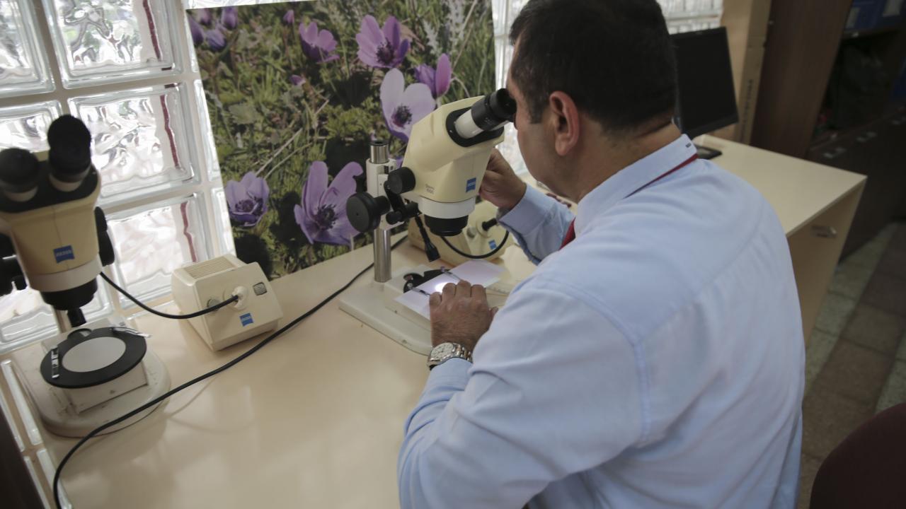 1100 metre rakımda bulundu