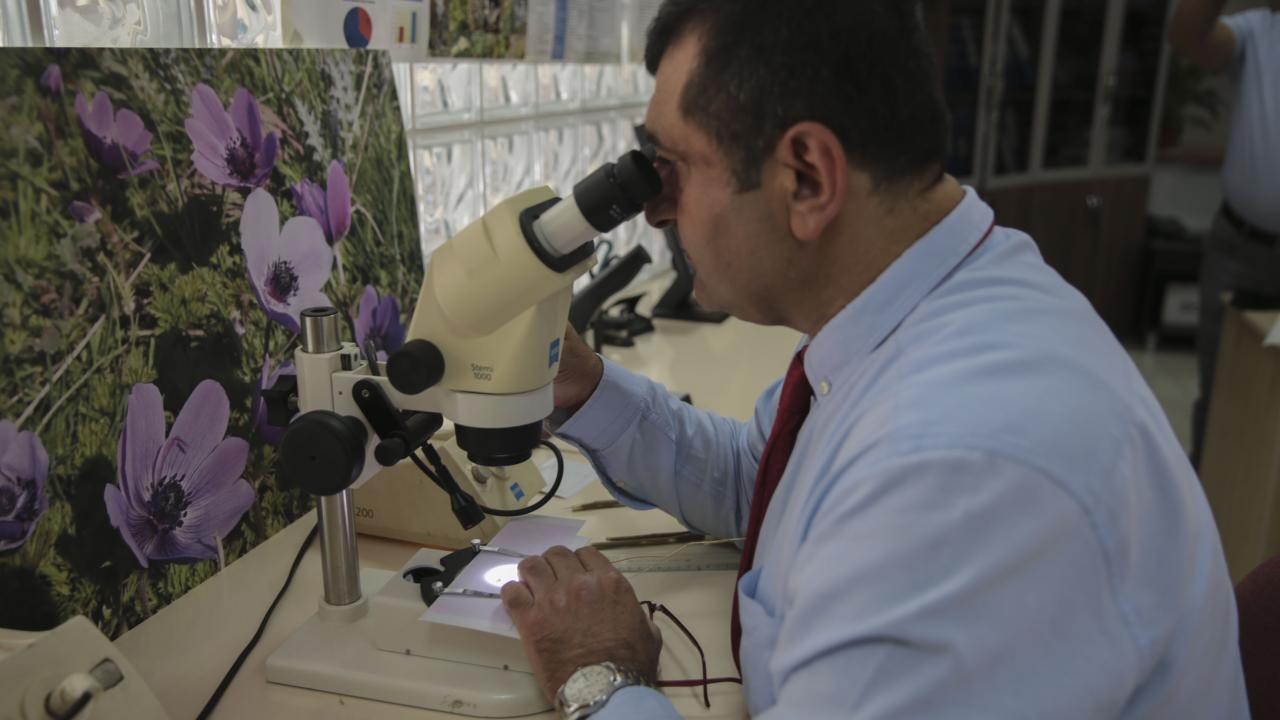 "Soğan ve sarımsağın bir diğer doğal türü"