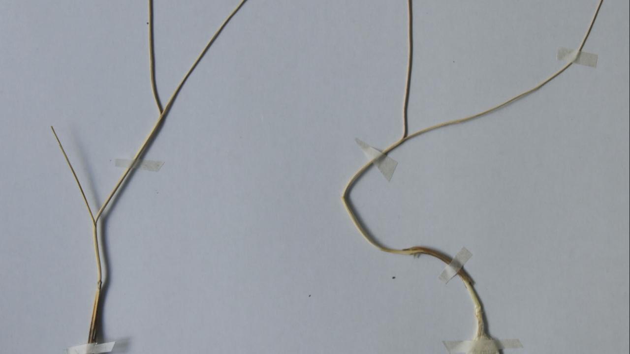 "Finlandiya`nın Annales Botanici Fennici dergisinde yayınlandı"