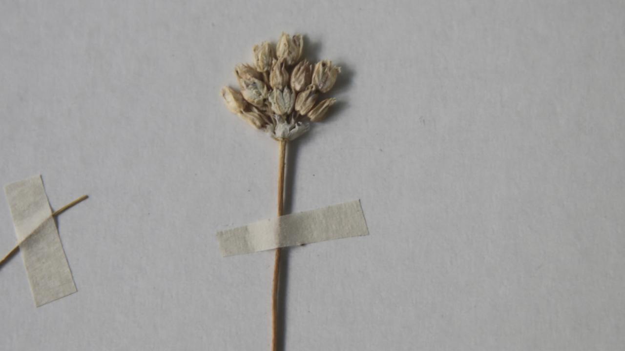 Soğanın bilimsel ismi: Allium mardinense