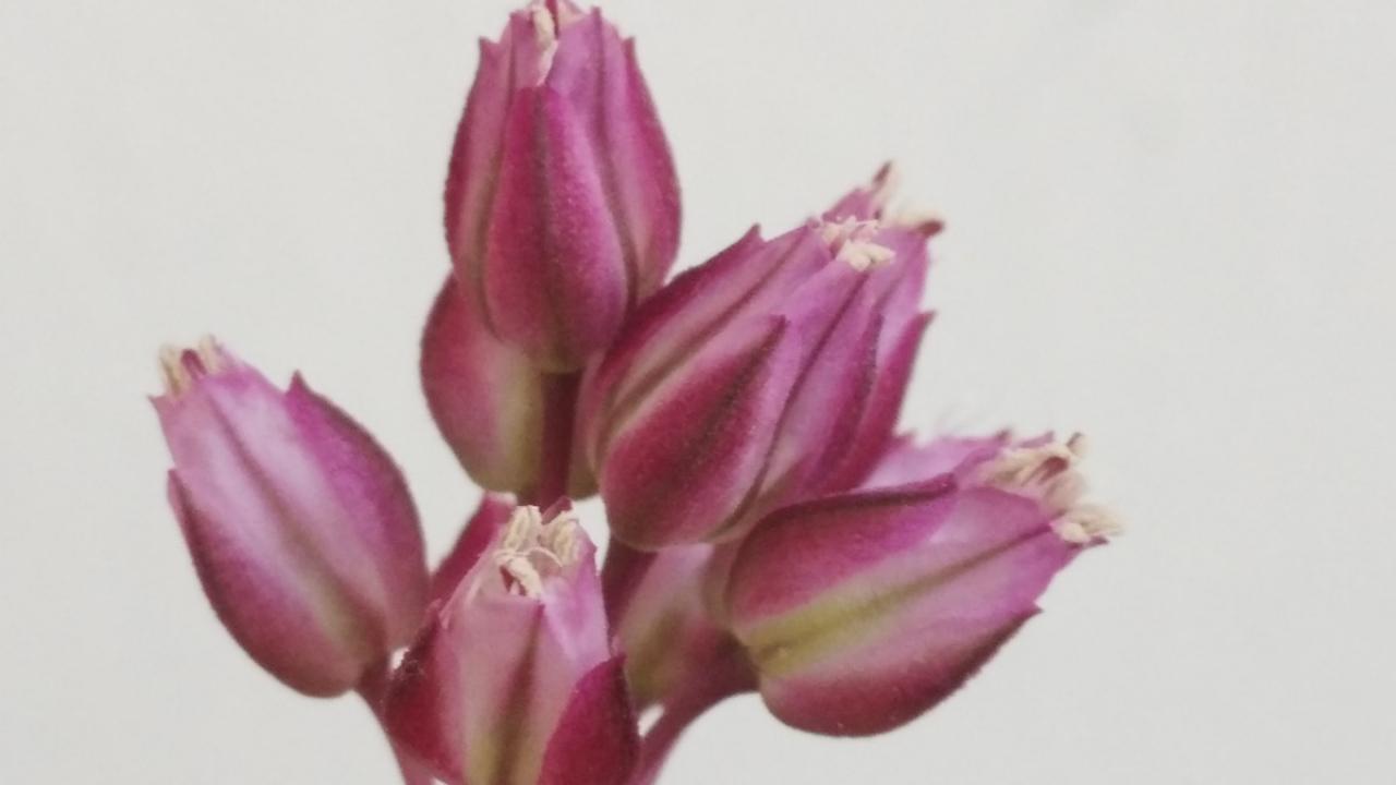 "Türkiye`de soğan türü sayısı 220`ye ulaştı"