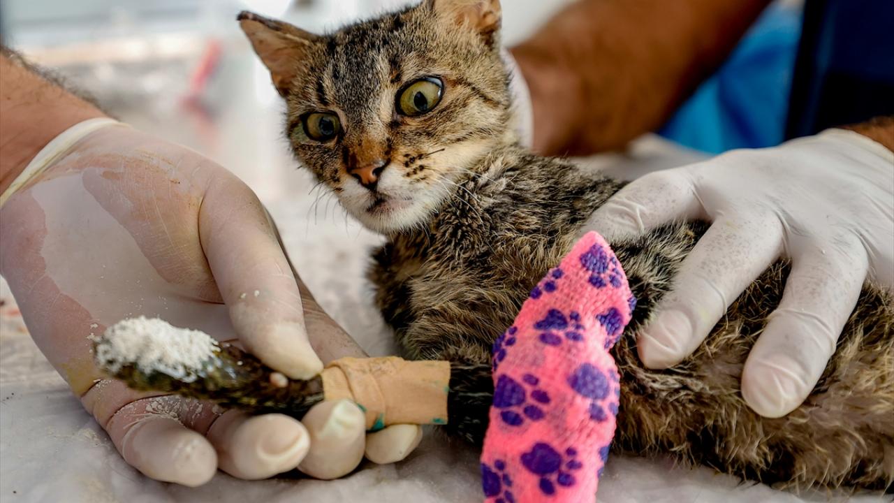 "Birçok cana sahip çıkıldı"