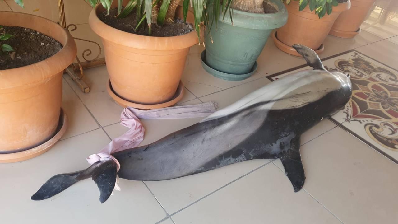 Ölü yunus karaya vurdu