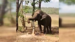 Filin su pompasıyla su içtiği anlar gündem oldu