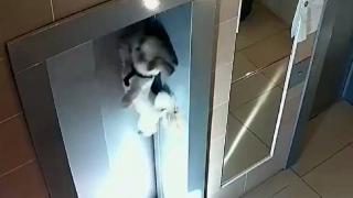 Tasması asansörün kapısına sıkışan köpek son anda kurtarıldı
