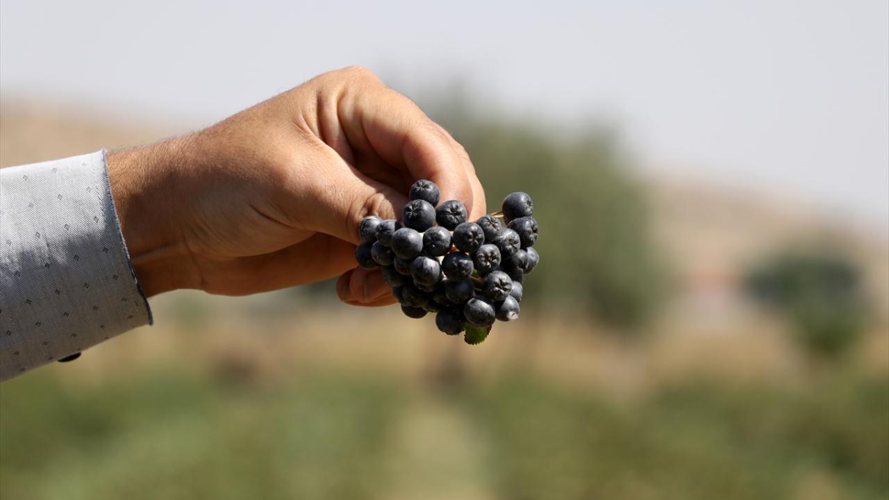 "Biz geçimimizi tamamen aronyadan sağlıyoruz"
