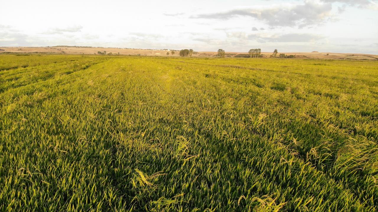 "700-800 kilogram verim bekliyoruz"