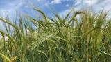 Tescilli arpa çeşidi "Yağmur" verimiyle çiftçinin yüzünü güldürecek