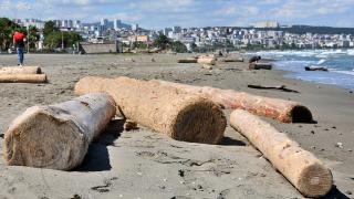 Sinop'ta denize sürüklenen tomruklar Samsun sahiline vurdu