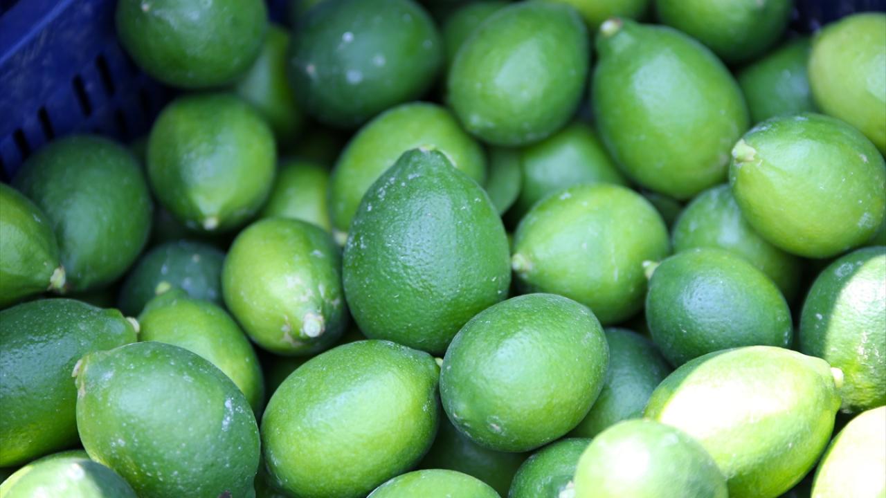 "Limon üretimimizin 500 bin tondan biraz daha fazlasını ihraç ederiz"