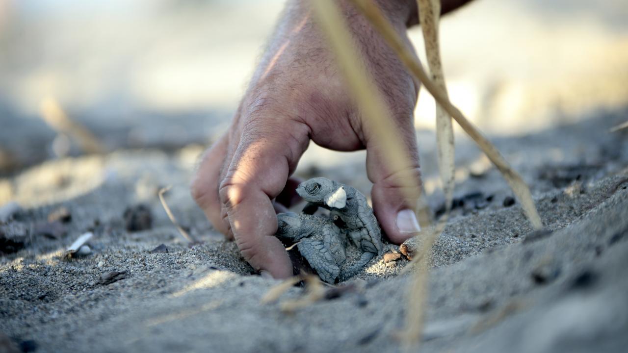 "İnsanları uyarıyoruz ama arazi araçlarıyla yuvaların üzerinden geçiyorlar"