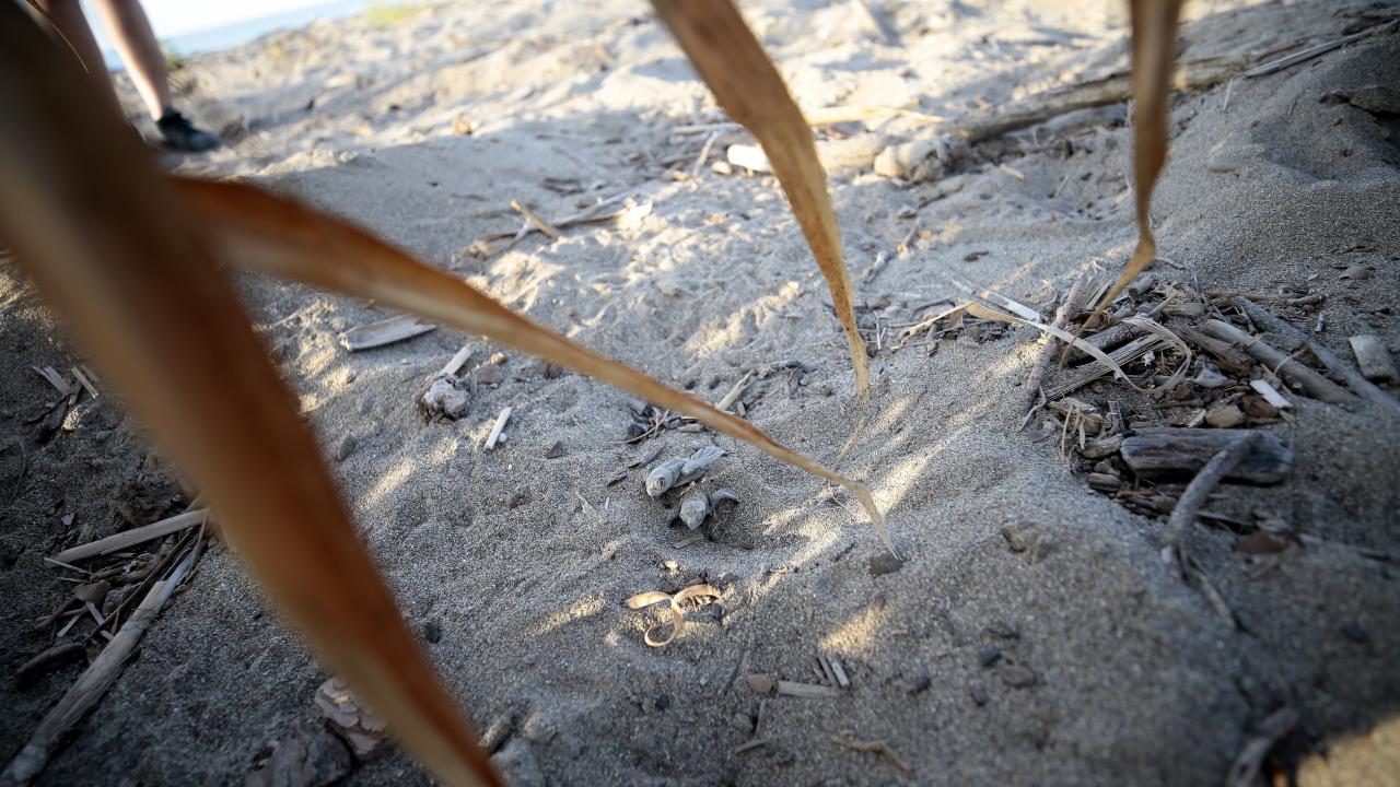 "Denizle buluşmalarını sağlıyoruz. Mutluluk verici bir an"