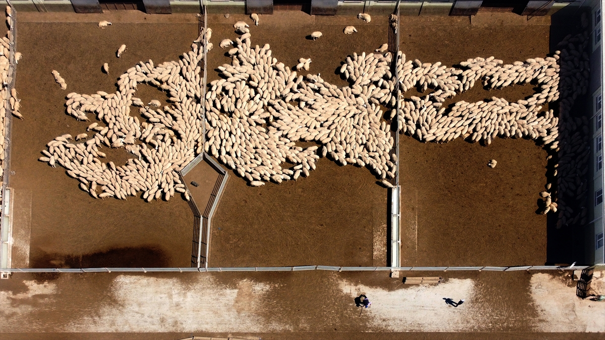 "Elit sürülerimizde yüzde 70`lere varan ikiz kuzulama oranını yakaladık"