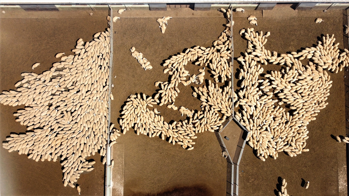 "Ülke çiftçisine gen transferi yapıyoruz"