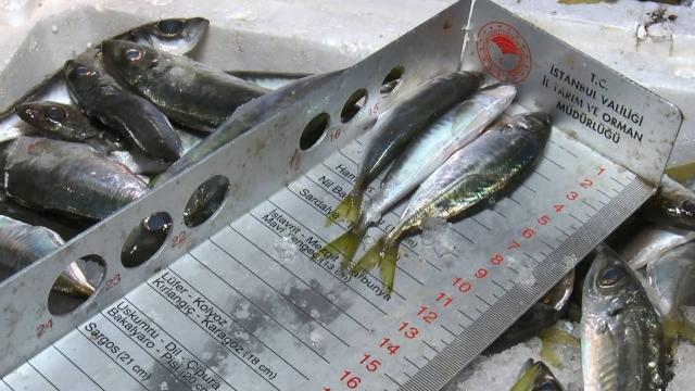 Boy yasağına aykırı avlanan yaklaşık 9 ton balığa el konuldu