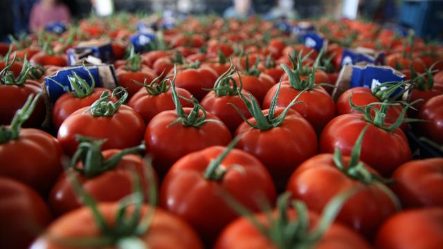 Domates ihracatı 363 milyon dolar kazandırdı