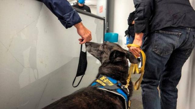Koronavirüs tespiti için köpekler devrede