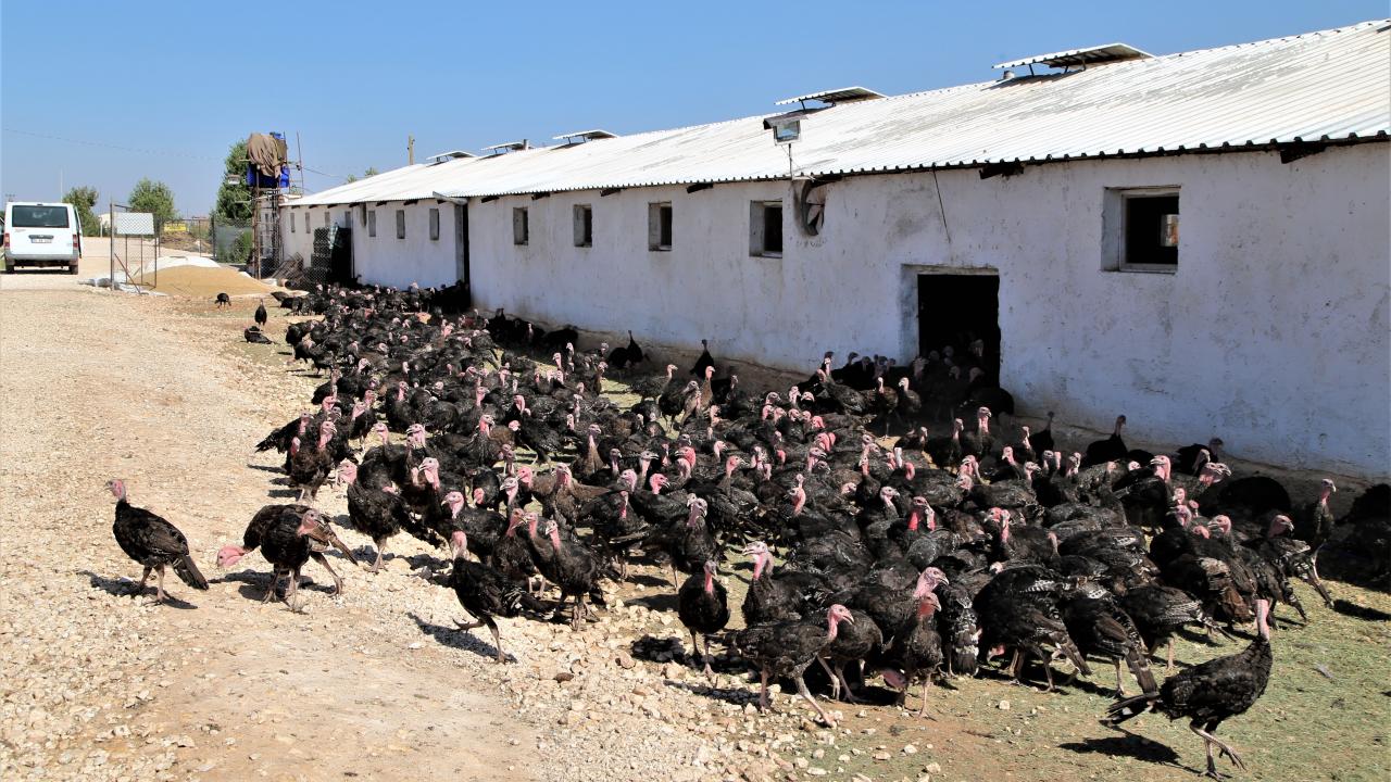 Kanatlı hayvan üretiminin avantajlı olduğunu, kısa sürede yetiştirip satma imkanı bulunduğunu anlatan Dil,
