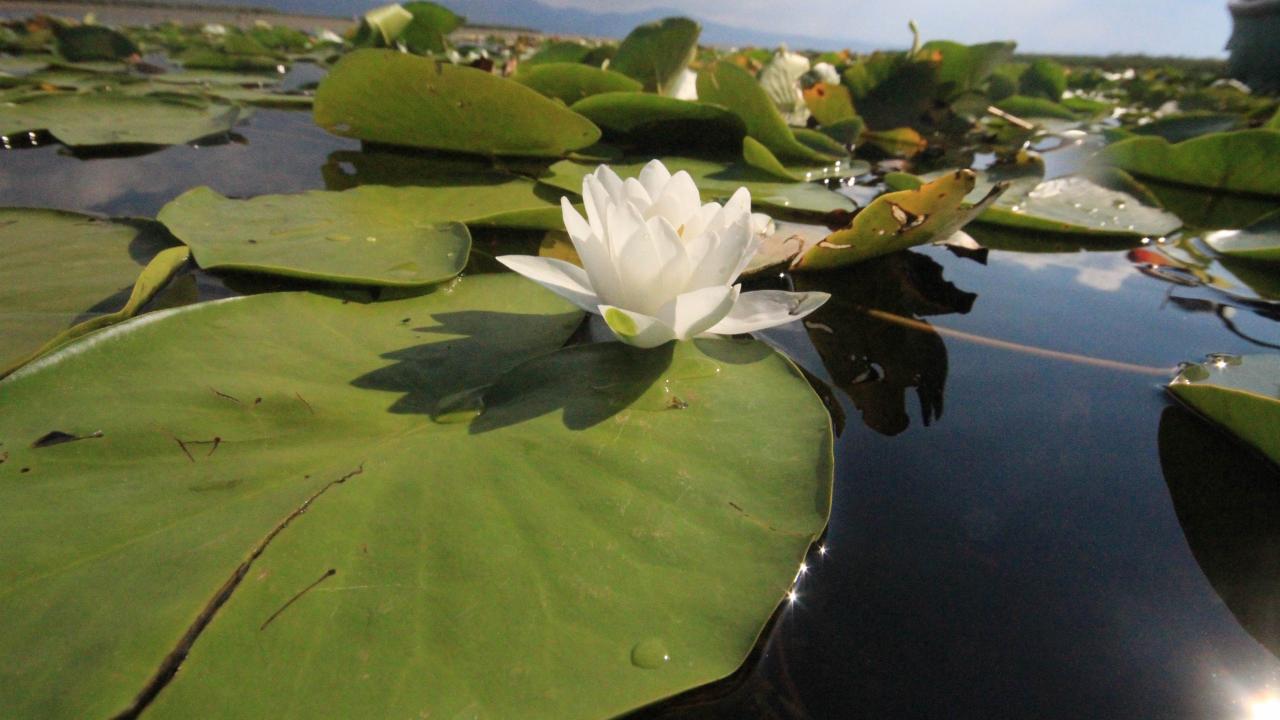 "Türkiye’nin her yerinden nilüfer bahçesini görmek için geliyorlar"