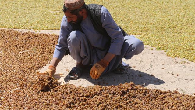 Afganistan için açlık uyarısı: Felaket için geri sayım yapıyoruz