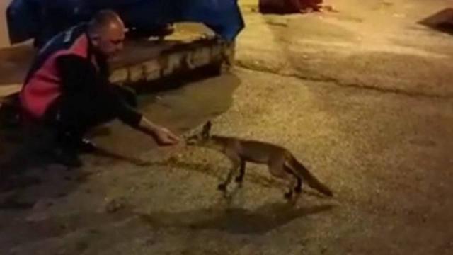 İtfaiyeciler bahçelerine gelen tilkiyi besliyor