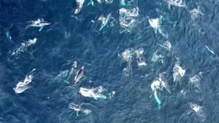 Yüzden fazla kambur balina görüntülendi