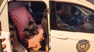 Torbaya konularak ölüme terk edilen köpekler kurtarıldı