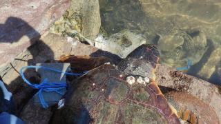 Koluna taş bağlanarak denize atılan caretta caretta kurtarıldı