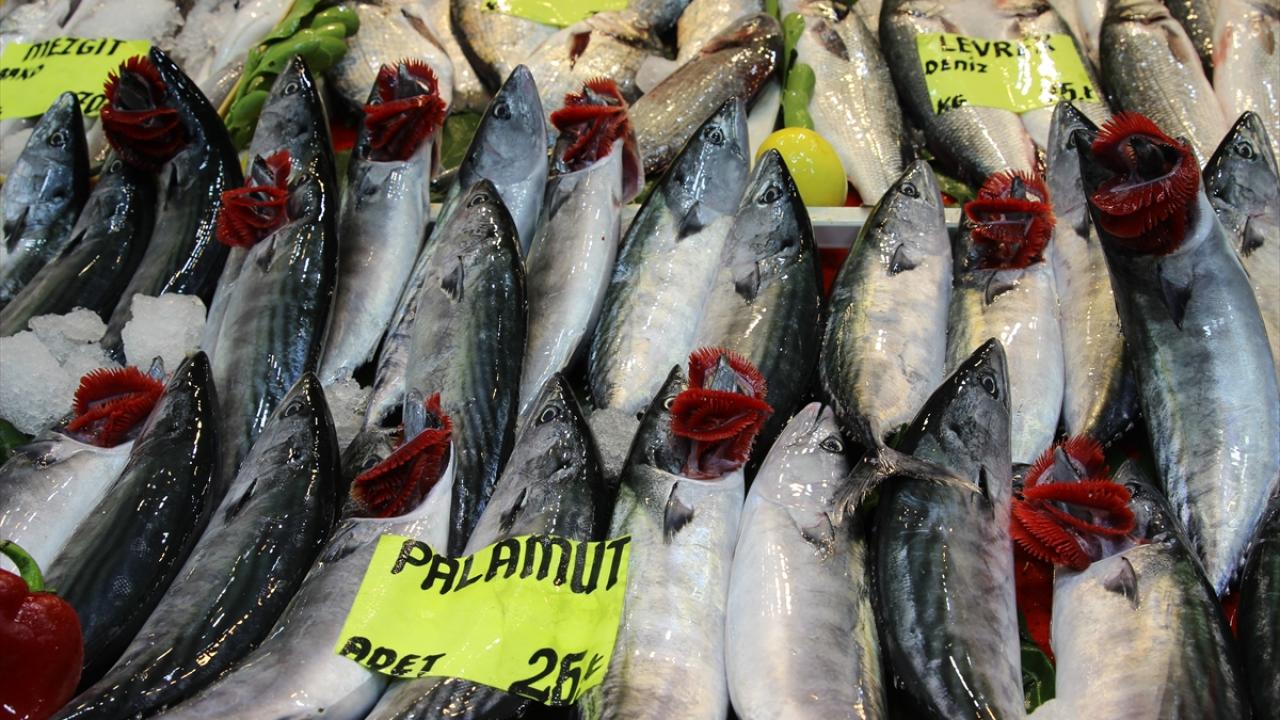 "Lüfer, sarıkanat ve çinekopun daha bol olacağını tahmin ediyoruz"