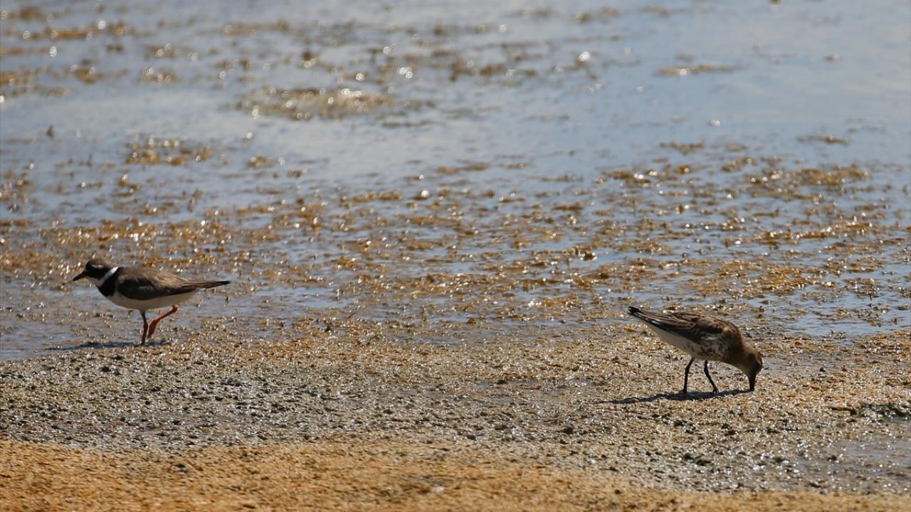 "Burası bütün kuşların vazgeçilmez durağı"