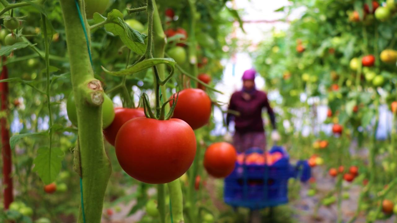 İhracat her geçen yıl artıyor