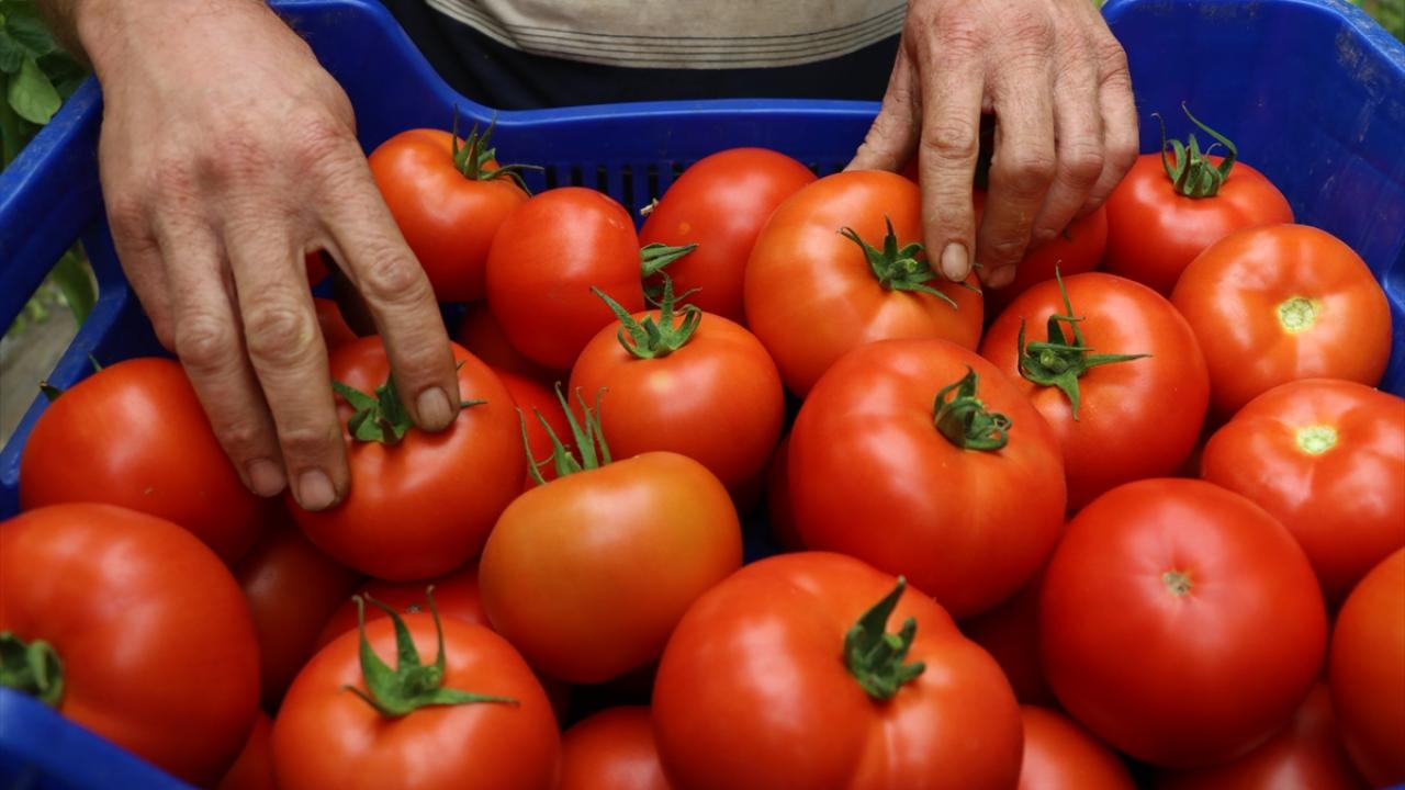 İhracat her geçen yıl artıyor