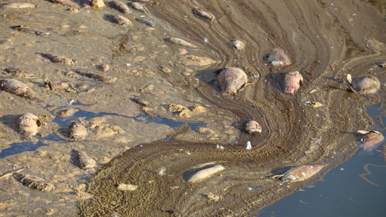 "Binlerce balığın öldüğüne şahitlik ediyoruz"