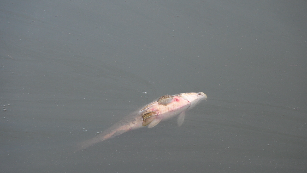 Fotoğraf: Necmettin Karaca
