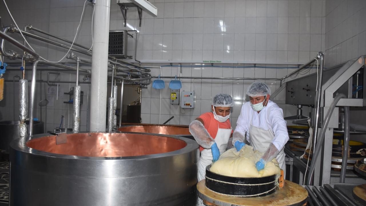 "2020`de 70 bin ton olan peynir üretimi, bu yıl 50 bin tona düştü"