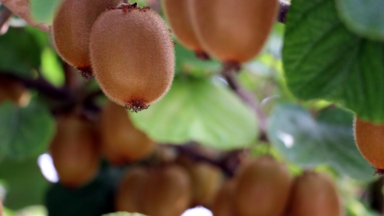 Kivilere coğrafi işaret etiketleri yapıştırılacak