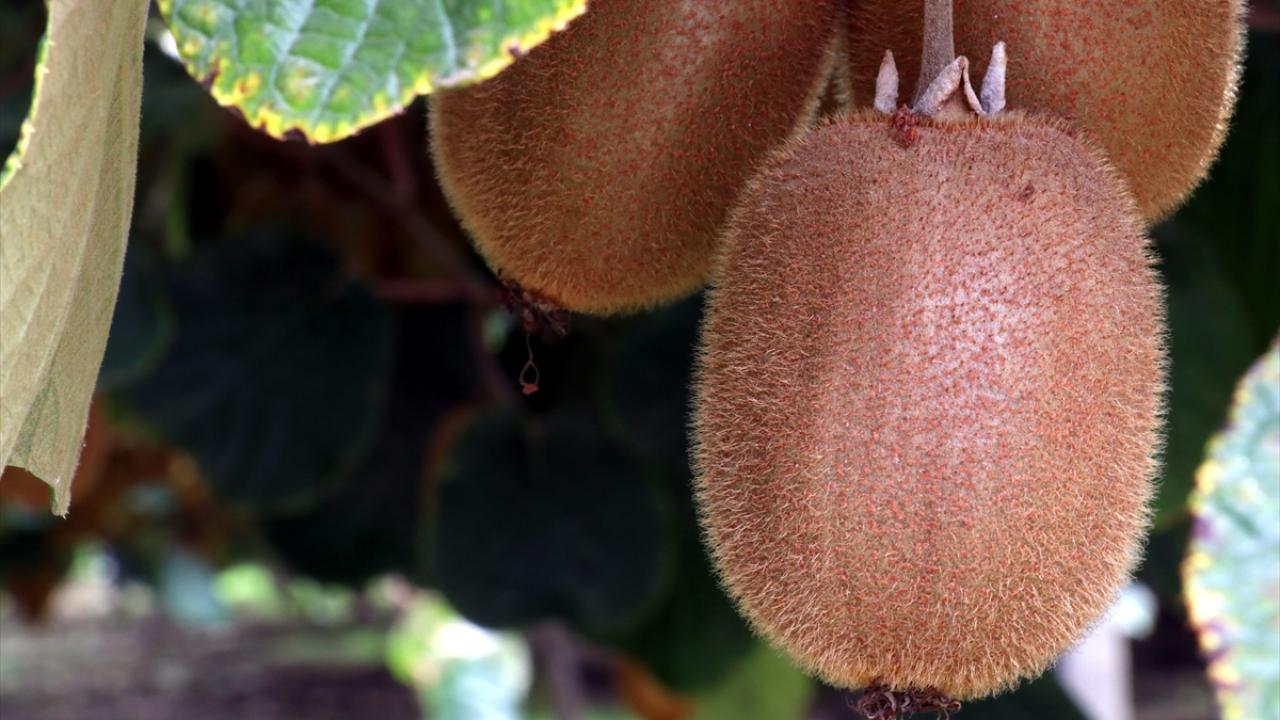 "Coğrafi işaret belgesiyle taçlandırmak çok güzel oldu"