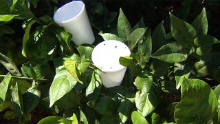 Üreticiler zararlı böcekleri faydalı böceklerle yok ediyor