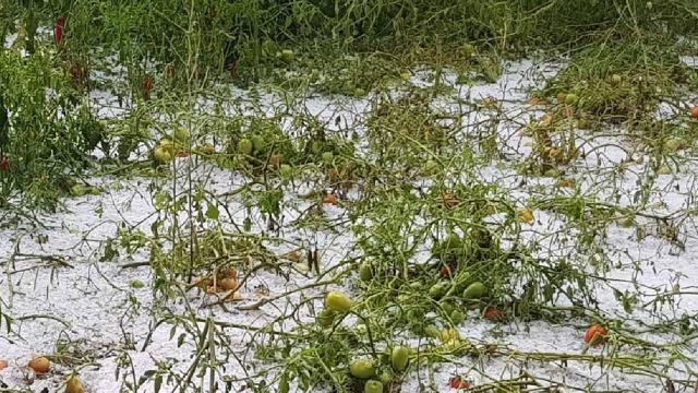 Mersinde dolu yağışı sebze ve meyve bahçelerine zarar verdi