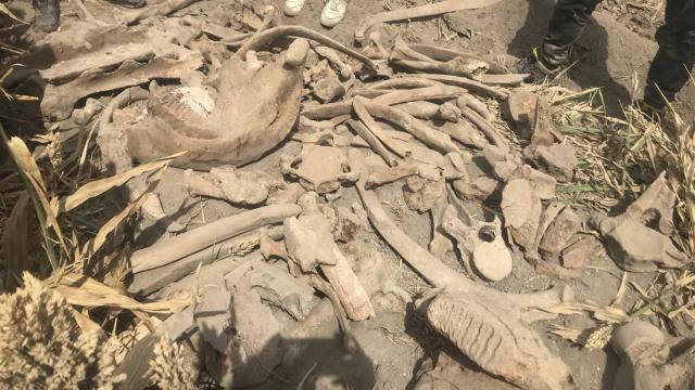 Tarlasını süren çiftçi fil fosili buldu
