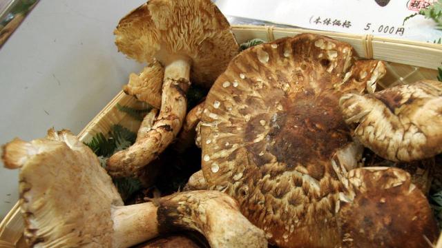 Japonyada ilk hasat mantarın üç tanesi 7 bin 600 dolara satıldı