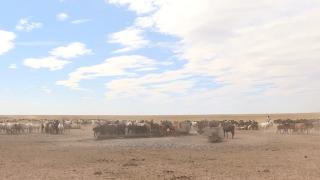 Kazakistan'da göçebe hayat: At çobanları