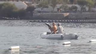 Bodrum'da yakalanan köpek balığı açık denize bırakıldı