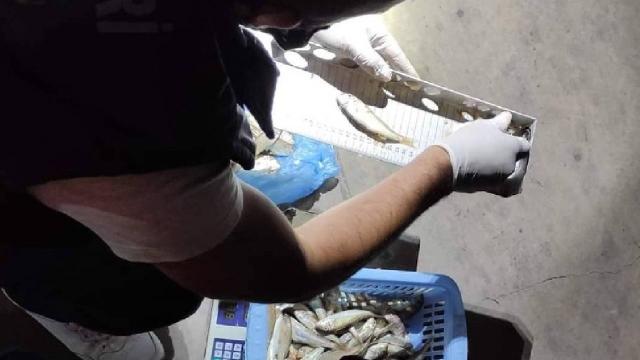 Düzcede usulsüz avlanan 602 kilogram balığa el konuldu